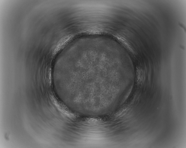 X0000099940494200806131428