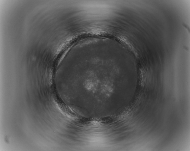 X0000099940496200806131428