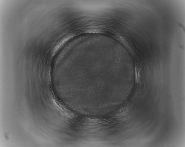 X0000099940531200806131427