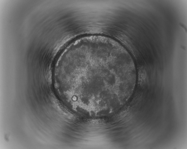 X0000099940584200806131427