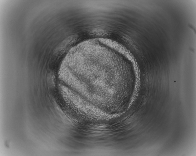 X0000099940643200806131426