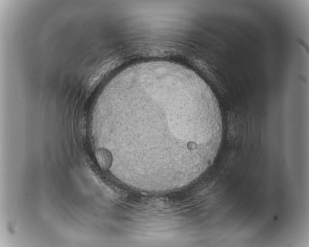 X0000099940683200806131425