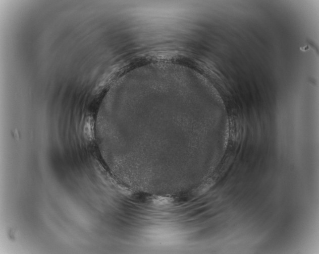 X0000099940718200806131425