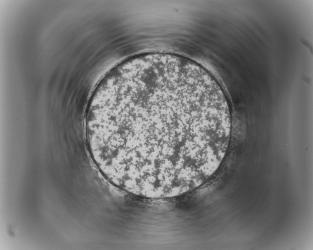 X0000099940807200806131424