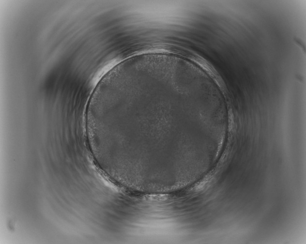 X0000099940858200806131423