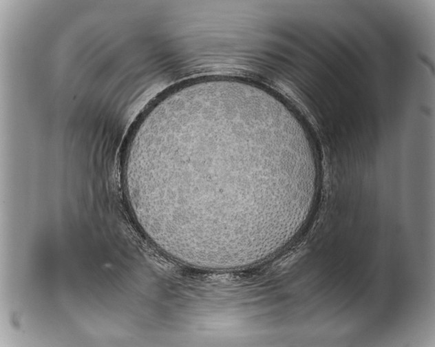 X0000099940883200806131423