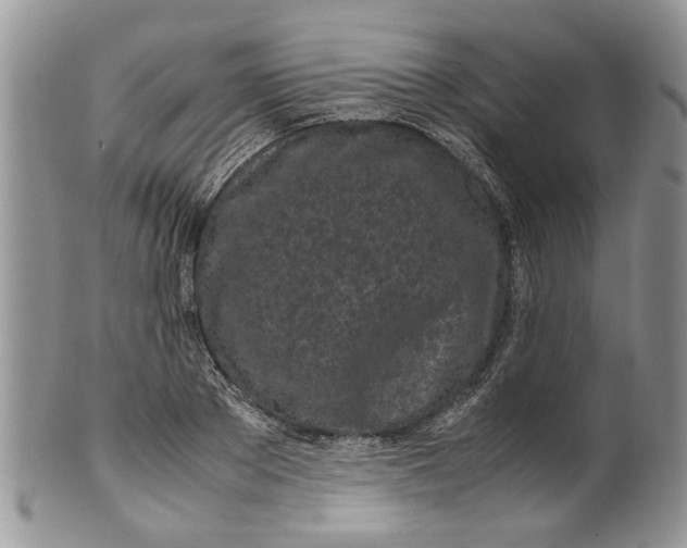 X0000099940889200806131422