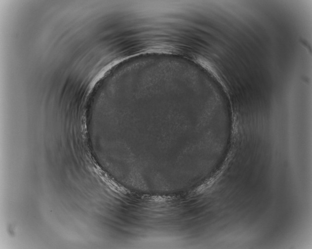 X0000099940923200806131421