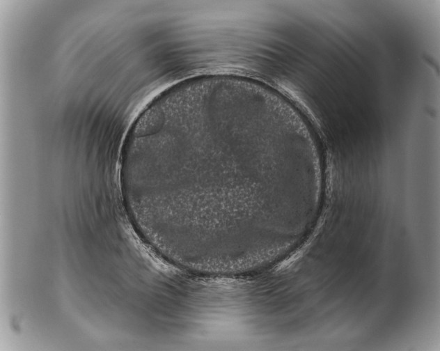 X0000099940932200806131422