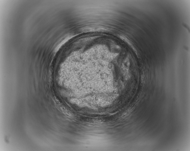 X0000099940975200806131421