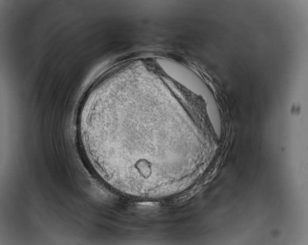 X0000099940053200806201130