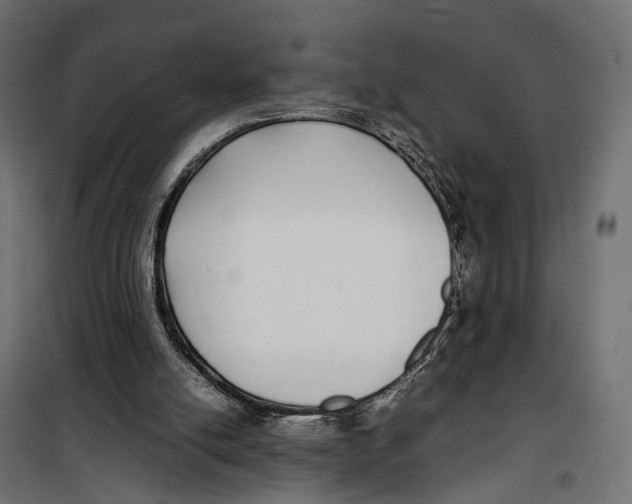 X0000099940054200806201130