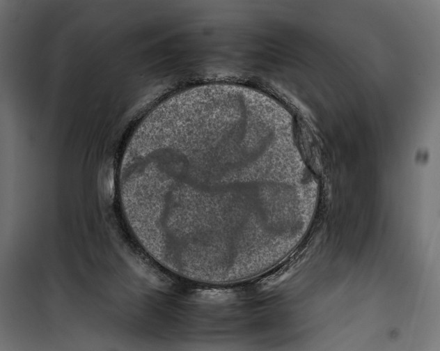 X0000099940067200806201130