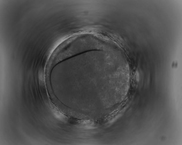 X0000099940100200806201130