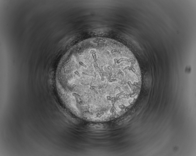 X0000099940181200806201129