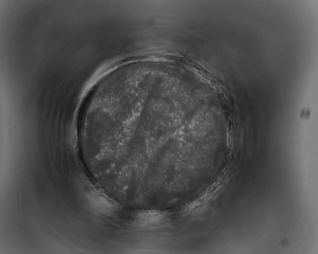 X0000099940198200806201128