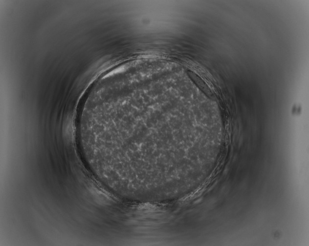 X0000099940290200806201127