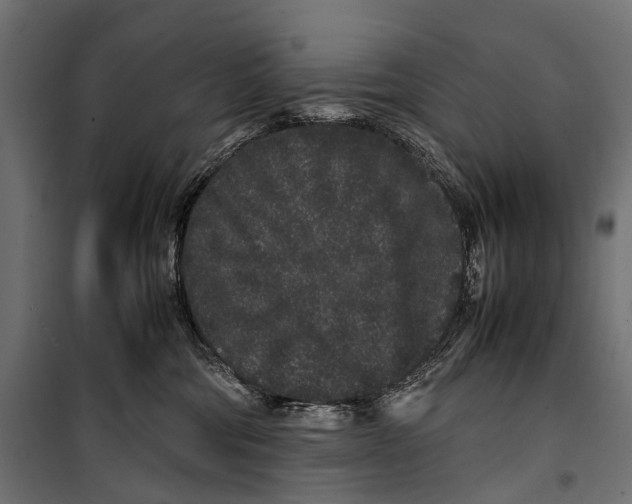 X0000099940330200806201126