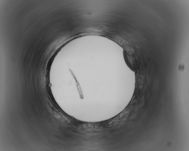 X0000099940338200806201126