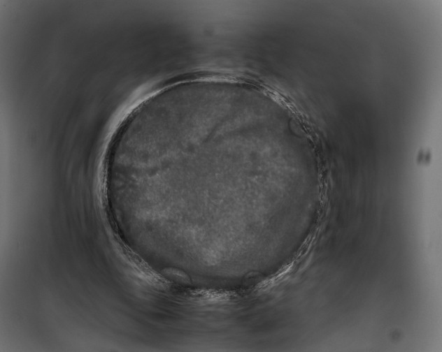 X0000099940343200806201126