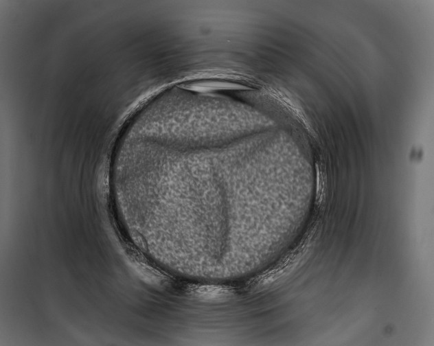 X0000099940348200806201126