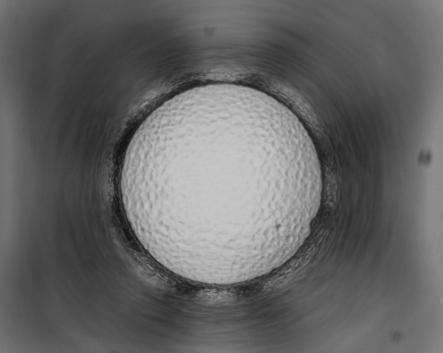 X0000099940354200806201126
