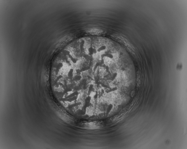 X0000099940365200806201126