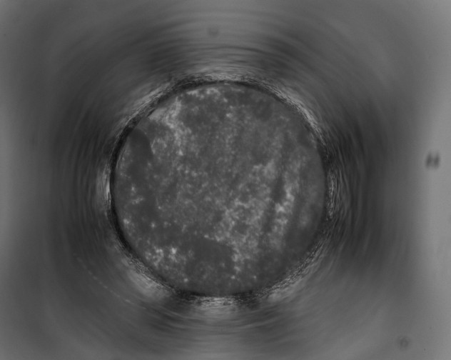 X0000099940398200806201125