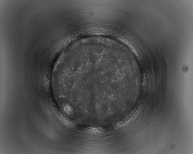 X0000099940402200806201125