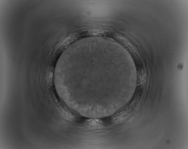 X0000099940427200806201125