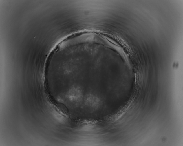 X0000099940484200806201124