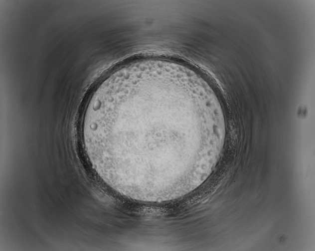 X0000099940487200806201124