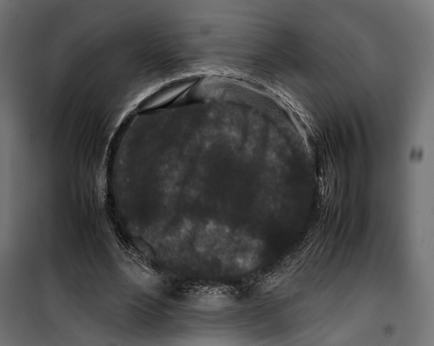 X0000099940488200806201124
