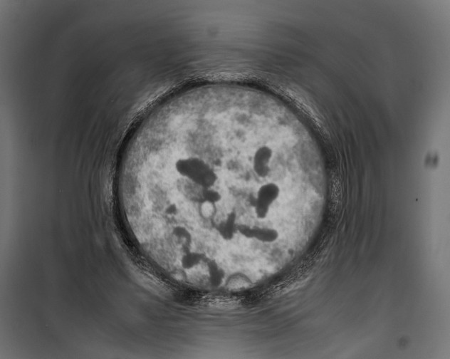 X0000099940491200806201124