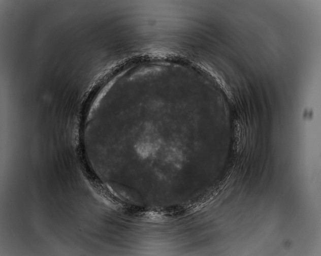 X0000099940496200806201124