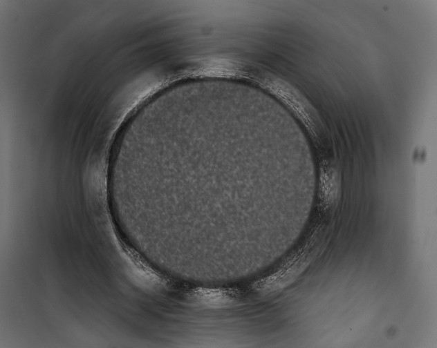 X0000099940534200806201123