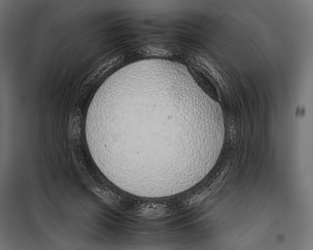 X0000099940549200806201123