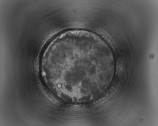 X0000099940584200806201122