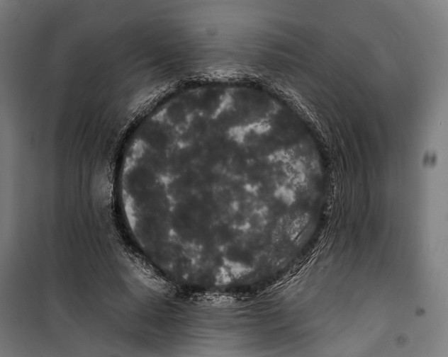 X0000099940640200806201121