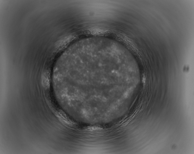 X0000099940644200806201121
