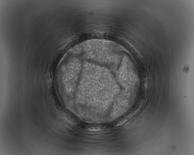 X0000099940661200806201122