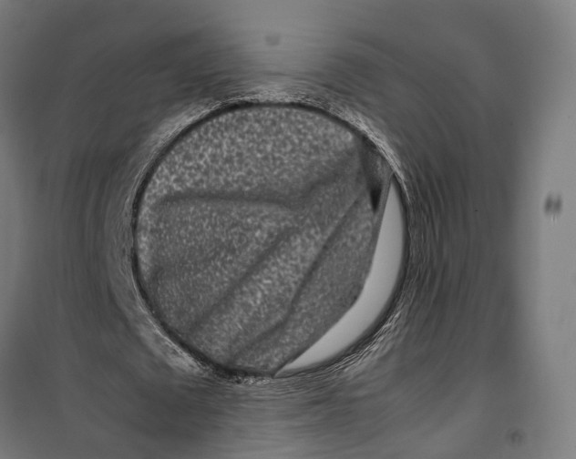 X0000099940673200806201121