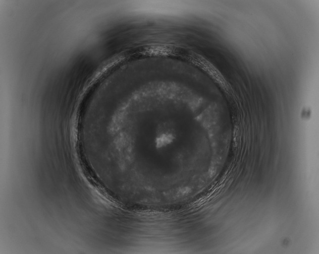 X0000099940722200806201120