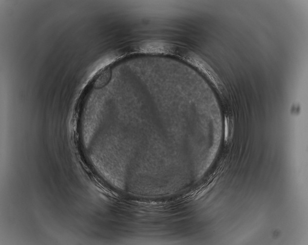 X0000099940723200806201120