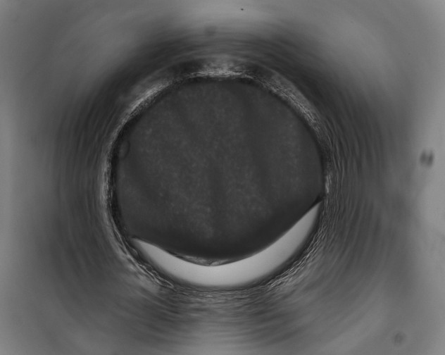X0000099940724200806201120