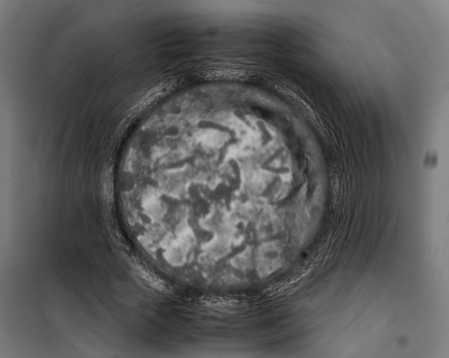 X0000099940729200806201120