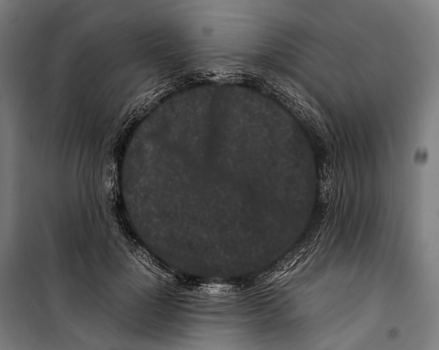 X0000099940748200806201120