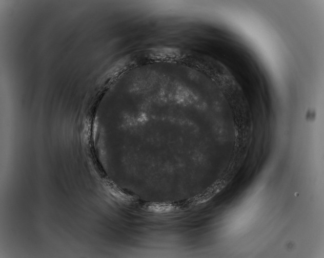 X0000099940767200806201120
