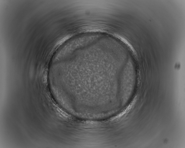 X0000099940777200806201119