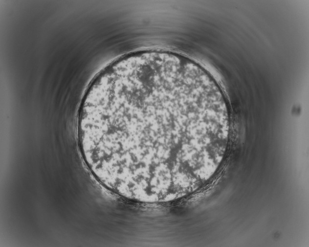 X0000099940807200806201119